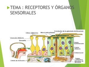 Laminario Receptores Y Órganos Sensoriales