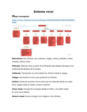 Sistema Renal Jelissa Mosquera
