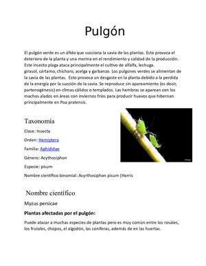 Pulgón