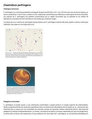 Clostridium