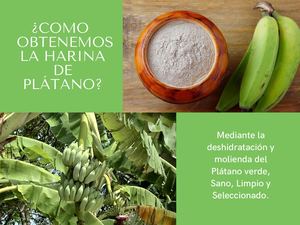 Proceso Y Beneficio De La Harina De Plátano