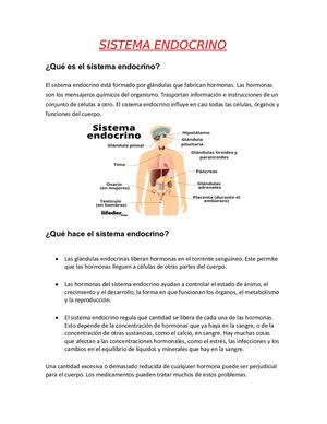 Sistema Endocrino