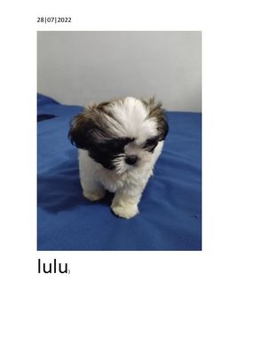 Lulu Mi Perrita