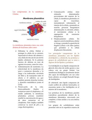 Funciones Y Componentes De La Membrana Plasmatica