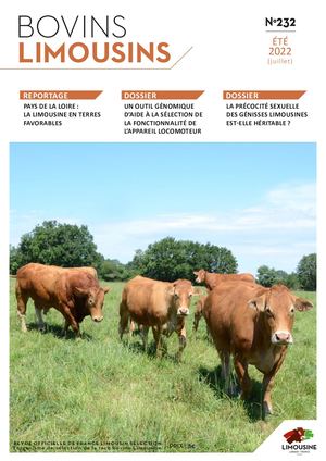 Bovins Limousins 232 / Extrait
