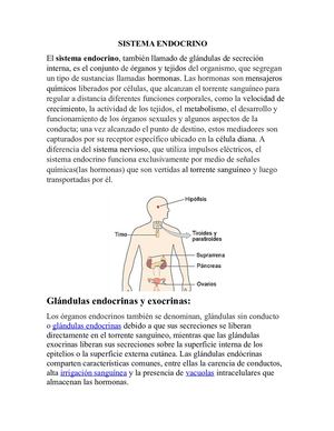 Sistema Endocrino