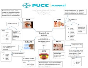 Mapa Mental Morfo (2)