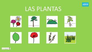 13 Power Point Las Plantas 1