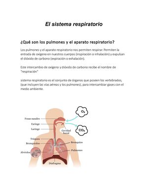 El Sistema Respiratorio Resumido Por Enmanuel Machado