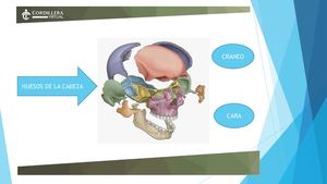 HUESOS DE LA Cara Pdf