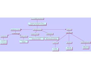 Mapa Conceptual Cuerpo Humano