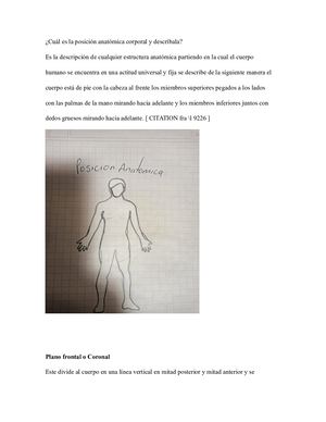 Anatomia