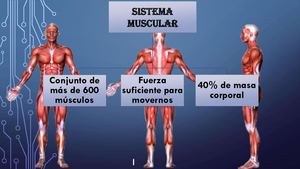 SISTEMA MUSCULAR 4