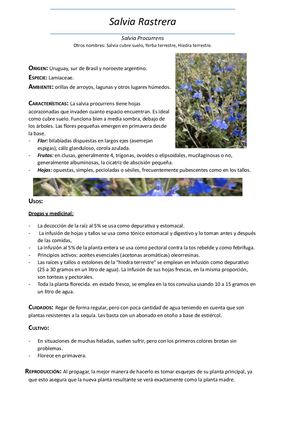 Ficha Botánica: Salvia Procurrens