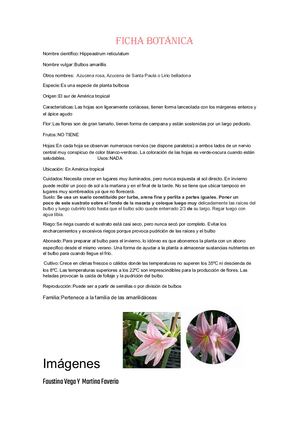 Hipppeastrum Reticulatum Faustina Vega Y Martina Faverio (1)