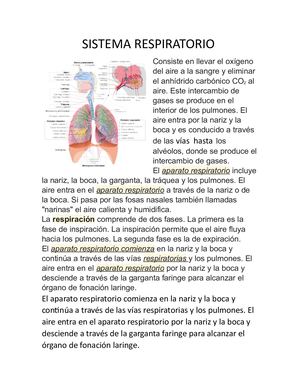 Sistema Respiratorio