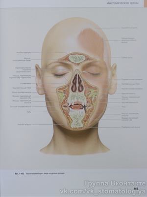 Лицо Атлас клинической анатомии ч2
