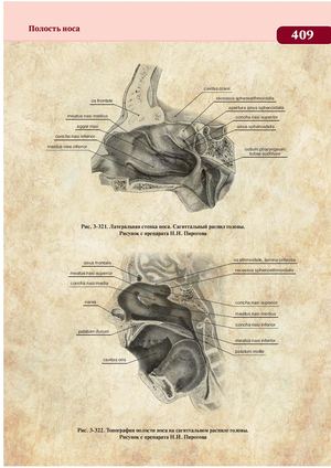Анатомия по Пирогову Том 2 ч2