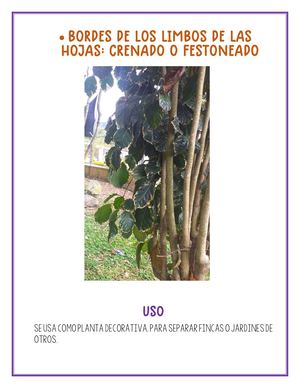 Crenado O Festoneado 8