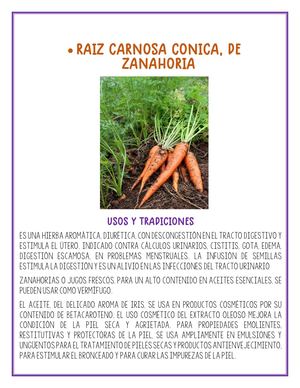 Raiz Zanahoria 4
