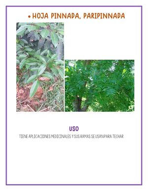 Hoja Pinada Parpinada 1