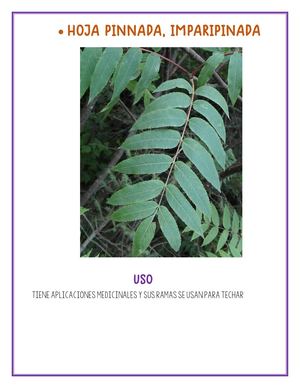 Hoja Imparapinada 2