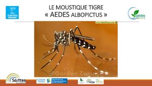 Reunion Publique Moustique Tigre