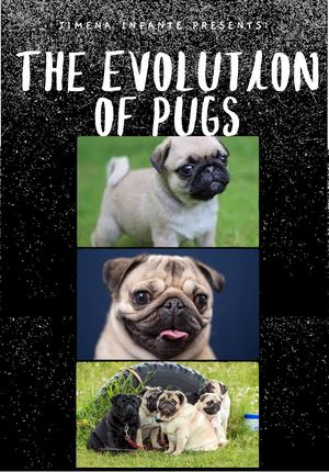 The Evolution of Pugs