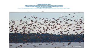 Презентация Наблюдение за птицами