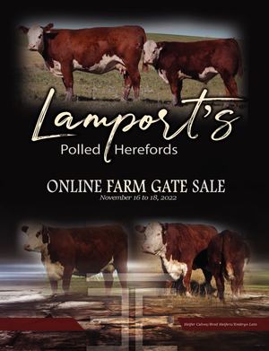 Lamport's Polled Herefords Online Farm Gate Sale