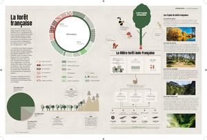 Arbres : la forêt française