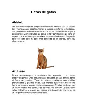 Razas De Gatos