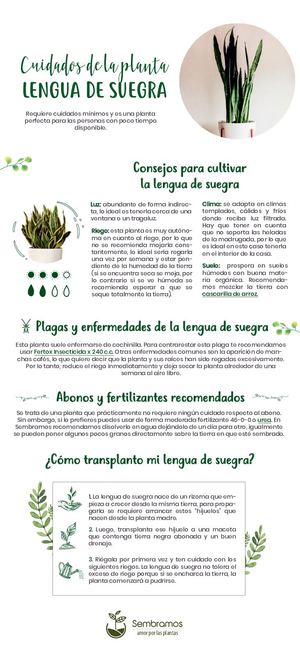 Guia De Cuidado Lengua De Suegra