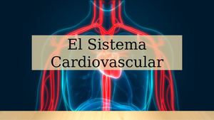 El Sistema Cardiovascular