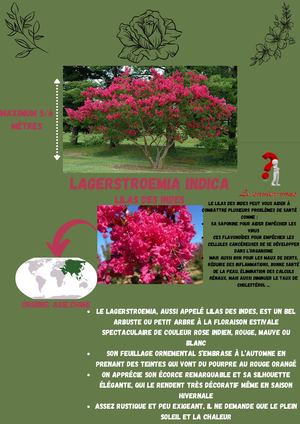 Lagerstroemia Indica