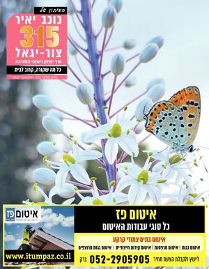 עיתון כוכב יאיר צור יגאל גליון 315