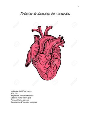 1º Parcial Práctico De Disección Del Miocardio