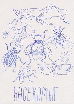 Насекомые