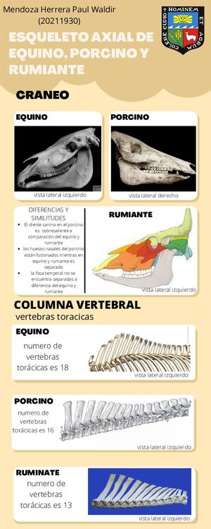 Esqueleto Axial De Equino, Porcino Y Rumiante