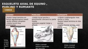 Esqueleto Axial Del Equino , Porcino Y Rumiante