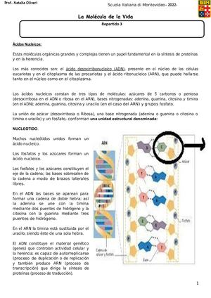 Repartido 3 Acidos Nucleicos