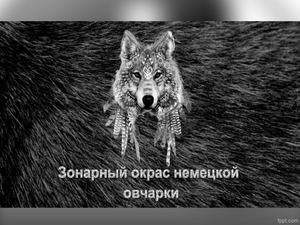 Зонарный окрас НО