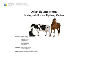 Atlas De Anatomía Animal de Miología - Bovino-Equino-Canino