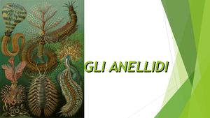 Gli Anellidi (1)