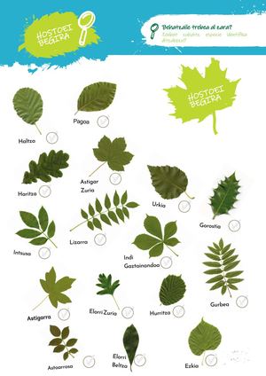 Zuhaitzak Hostoei Begira 1