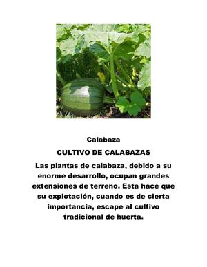 Calabaza