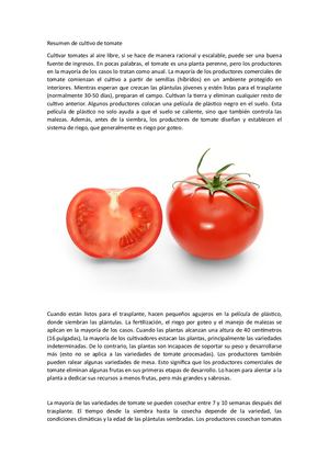 Resumen De Cultivo De Tomate