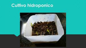 MI PRIMER CULTIVO HIDROPONICO
