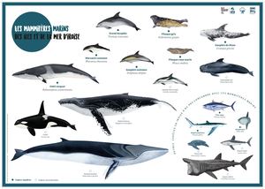 Affiche - Les mammifères marins des îles et de la mer d'Iroise