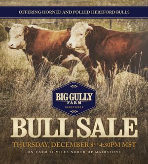 Big Gully Bull Sale 2022